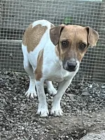 JackaPoo -m4, a male Jack Russell Terrier and Poodle - Toy  for sale in Portland, IN – Photo 2 of 3
