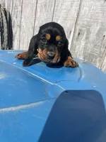 Holly Lou , a female Basset Hound for sale in Portland, IN – Photo 1 of 2