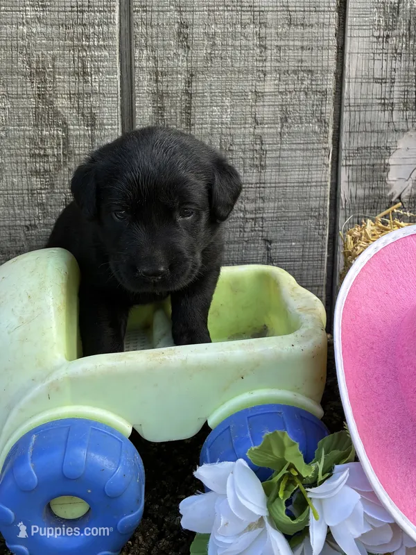 black girl #2 – Labrador Retriever puppy for sale in Portland, IN