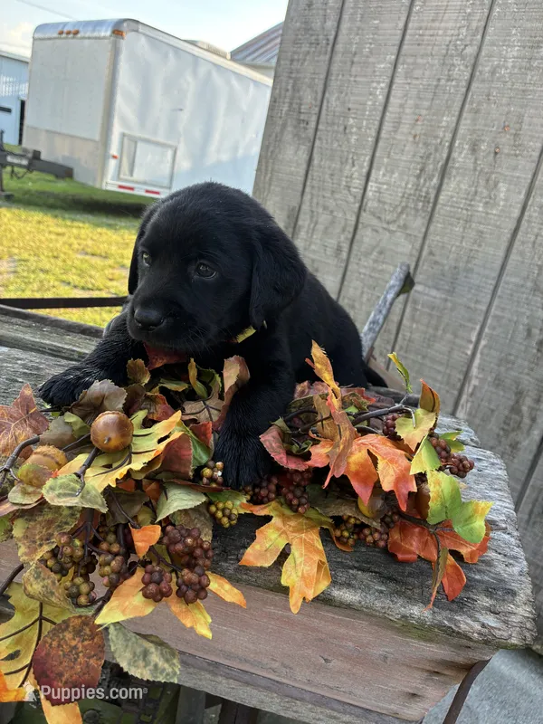 black boy #1 – Labrador Retriever puppy for sale in Portland, IN