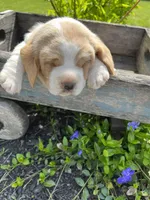 Basset Boy 1, a male Basset Hound for sale in Portland, IN – Photo 3 of 3