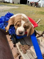 Basset Boy 1, a male Basset Hound for sale in Portland, IN – Photo 1 of 3