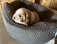 Basset Boy 1, a male Basset Hound for sale in Portland, IN – Photo 2 of 3