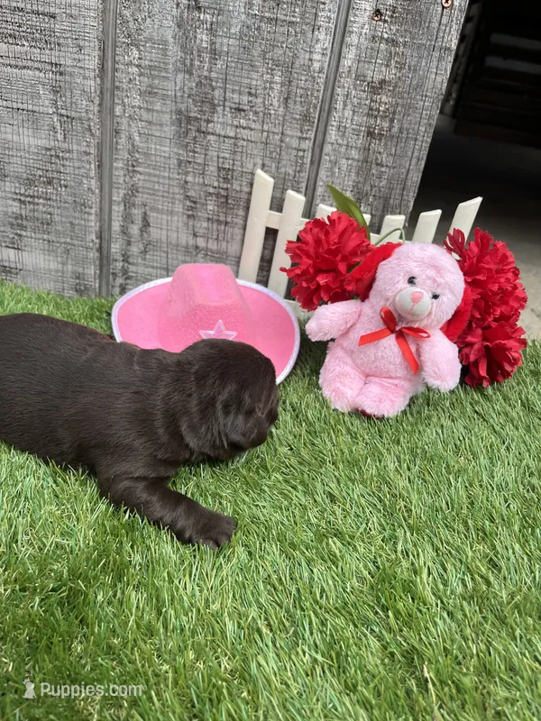 black girl #2 – Labrador Retriever puppy for sale in Portland, IN