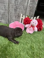 black girl #2, a female Labrador Retriever for sale in Portland, IN – 1 of 1