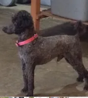 JackaPoo -m3, a male Jack Russell Terrier and Poodle - Toy  for sale in Portland, IN – Photo 3 of 3