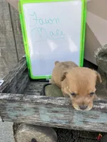 JackaPoo -m3, a male Jack Russell Terrier and Poodle - Toy  for sale in Portland, IN – Photo 1 of 3