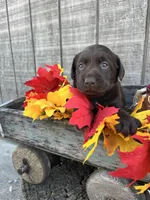 Girl 2, a female Labrador Retriever for sale in Portland, IN – Photo 2 of 2