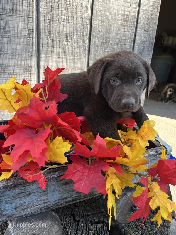 Girl 2, a female Labrador Retriever for sale in Portland, IN – Photo 1 of 2