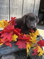 Girl 2, a female Labrador Retriever for sale in Portland, IN – Photo 1 of 2