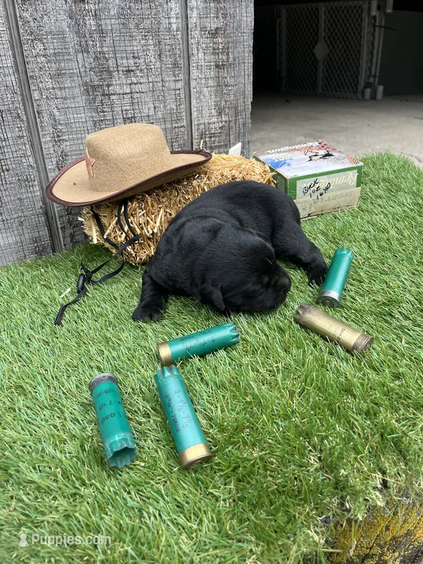 black boy #2 – Labrador Retriever puppy for sale in Portland, IN