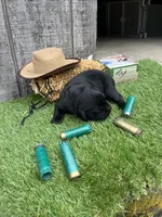 black boy #2, a male Labrador Retriever for sale in Portland, IN – 1 of 1