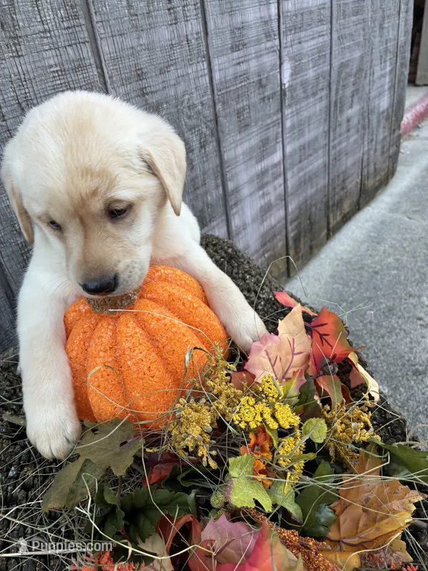 White Girl3 – Labrador Retriever puppy for sale in Portland, IN