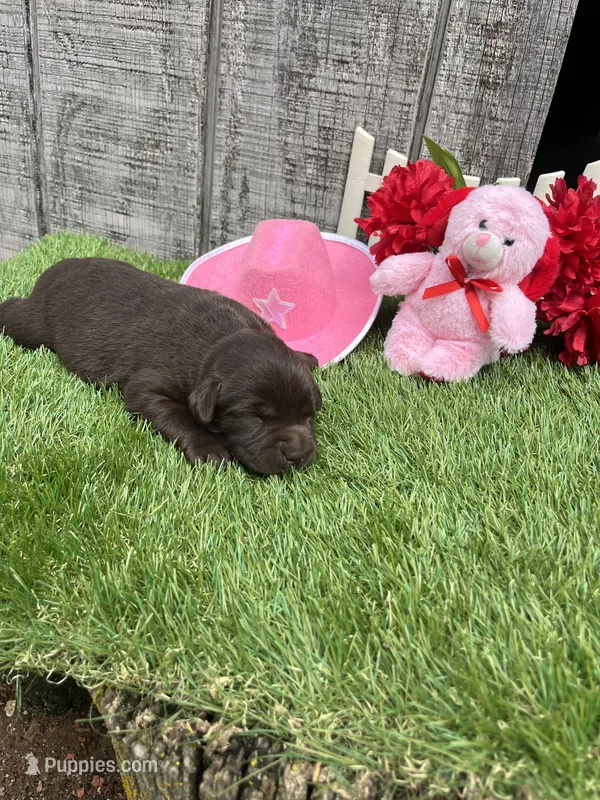 chocolate girl #4 – Labrador Retriever puppy for sale in Portland, IN