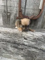 Jackapoo m-4, a male Jack Russell Terrier and Poodle - Toy  for sale in Portland, IN – Photo 2 of 2