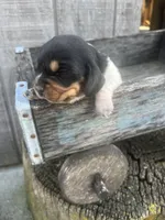 Basset Girl 2, a female Basset Hound for sale in Portland, IN – Photo 2 of 2