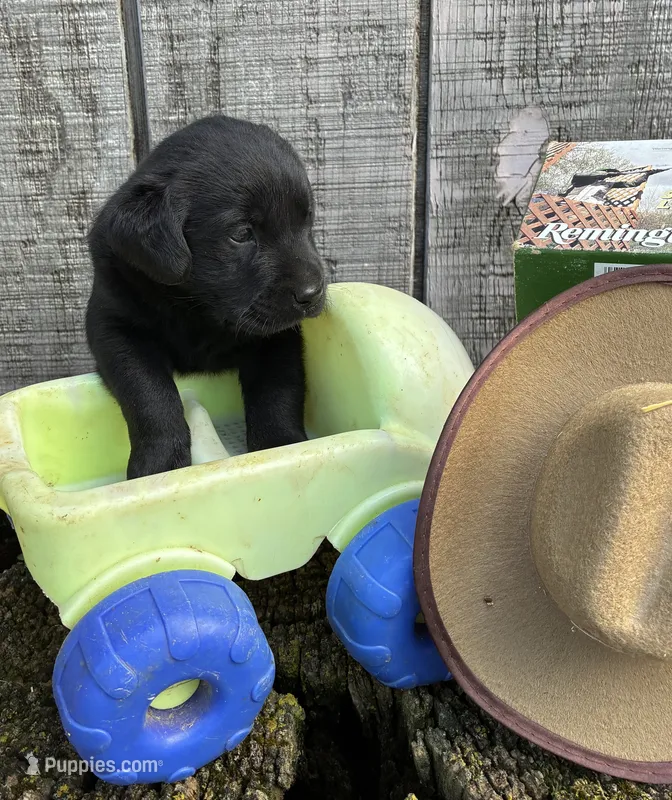 black boy #1 – Labrador Retriever puppy for sale in Portland, IN