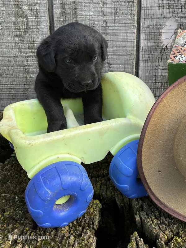 black boy #2 – Labrador Retriever puppy for sale in Portland, IN