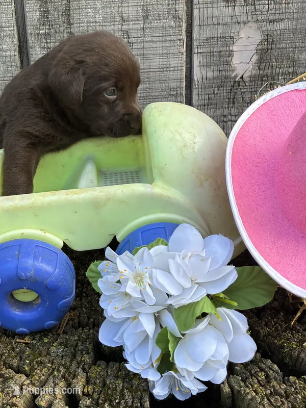 chocolate girl #4 – Labrador Retriever puppy for sale in Portland, IN