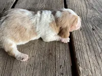 Basset Girl 1, a female Basset Hound for sale in Portland, IN – Photo 1 of 2