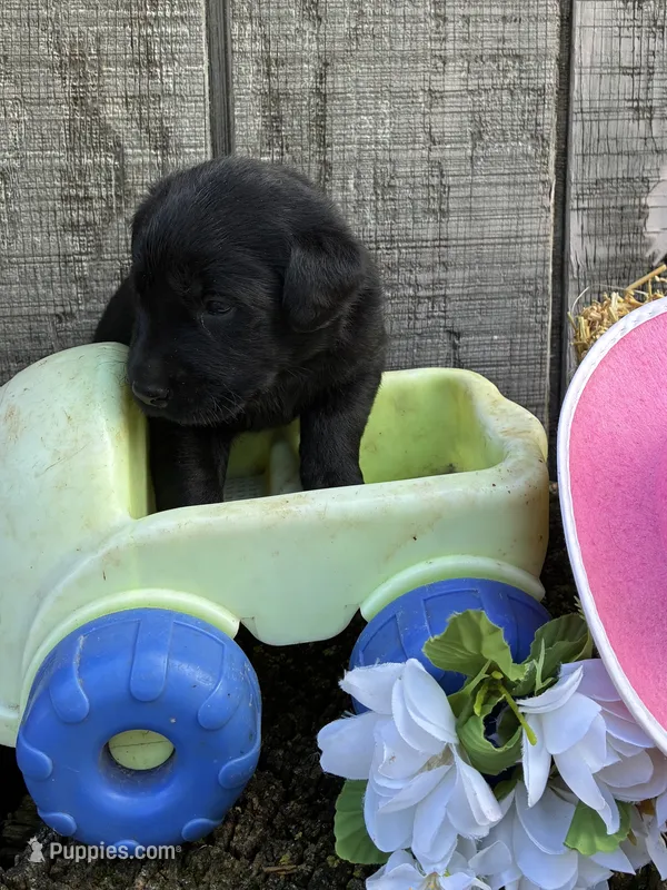 black girl #1 – Labrador Retriever puppy for sale in Portland, IN