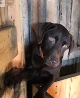 Boy 1, a male Labrador Retriever for sale in Portland, IN – Photo 2 of 3