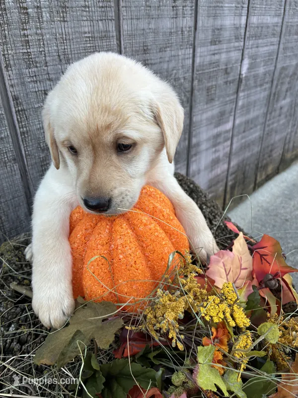 White Girl #6 – Labrador Retriever puppy for sale in Portland, IN