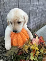 White Girl #6, a female Labrador Retriever for sale in Portland, IN – 1 of 3