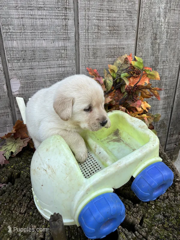 White Girl #6 – Labrador Retriever puppy for sale in Portland, IN