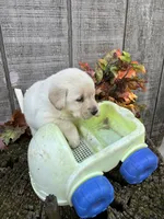 White Girl #6, a female Labrador Retriever for sale in Portland, IN – 2 of 3