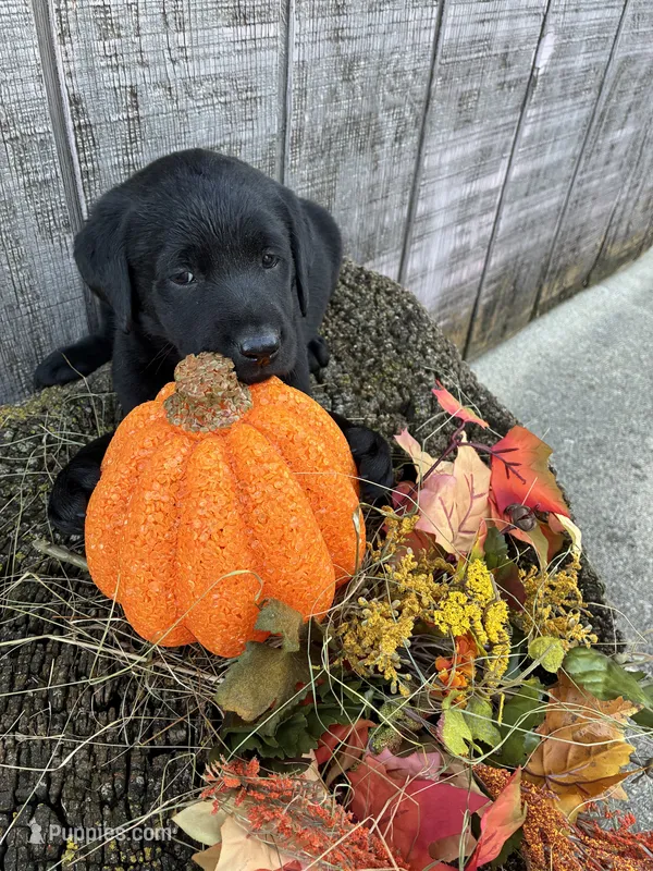 Black Girl 2 – Labrador Retriever puppy for sale in Portland, IN