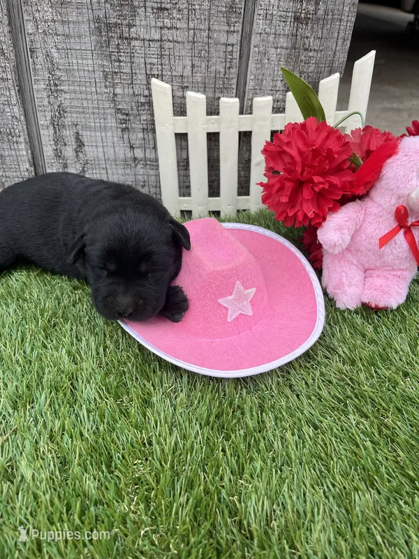 black girl #3 – Labrador Retriever puppy for sale in Portland, IN