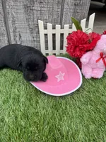 black girl #3, a female Labrador Retriever for sale in Portland, IN – 1 of 1