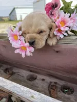 Barbie Z, a female Basset Hound for sale in Portland, IN – Photo 3 of 3