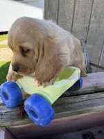Barbie Z, a female Basset Hound for sale in Portland, IN – Photo 1 of 3