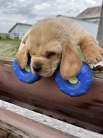 Barbie Z, a female Basset Hound for sale in Portland, IN – Photo 2 of 3