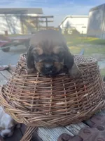 Basset Boy 2, a male Basset Hound for sale in Portland, IN – Photo 2 of 2