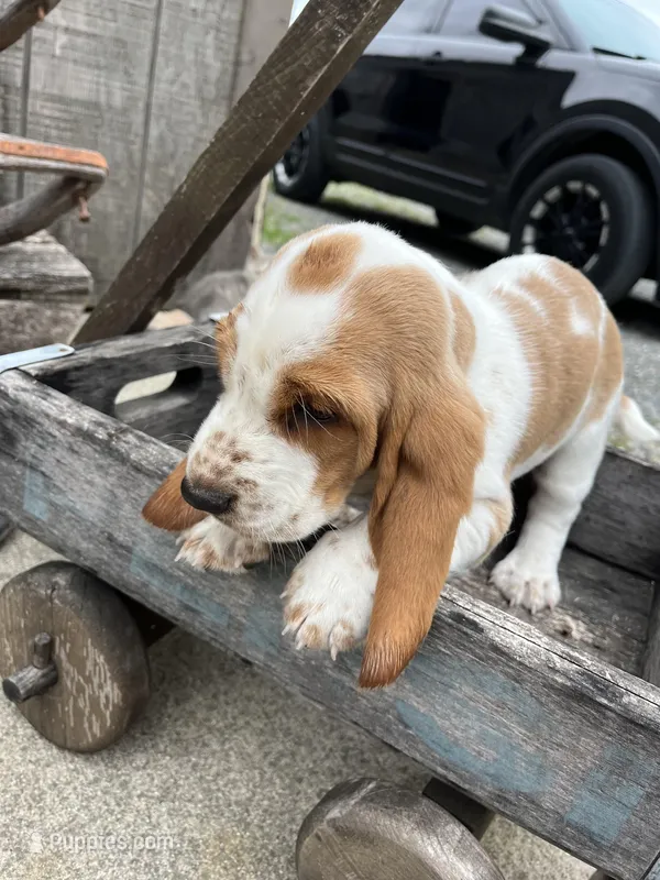 Basset Female, a female Basset Hound for sale in Portland, IN – Photo 1 of 3