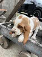 Basset Female, a female Basset Hound for sale in Portland, IN – Photo 1 of 3