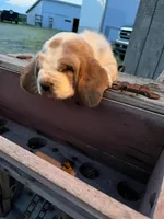 Basset Female, a female Basset Hound for sale in Portland, IN – Photo 2 of 3