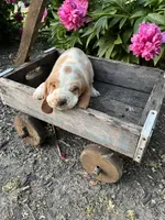 Basset Female, a female Basset Hound for sale in Portland, IN – Photo 3 of 3