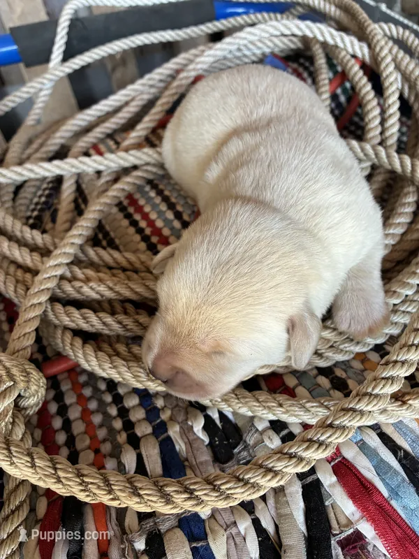 White Girl #6 – Labrador Retriever puppy for sale in Portland, IN
