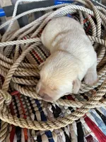 White Girl #6, a female Labrador Retriever for sale in Portland, IN – 1 of 1