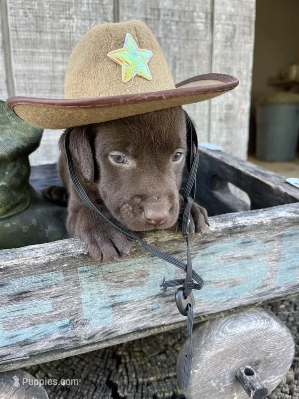 Boy 4, a male Labrador Retriever for sale in Portland, IN – Photo 1 of 2