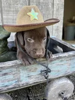Boy 4, a male Labrador Retriever for sale in Portland, IN – Photo 1 of 2