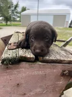 Boy 4, a male Labrador Retriever for sale in Portland, IN – Photo 2 of 2