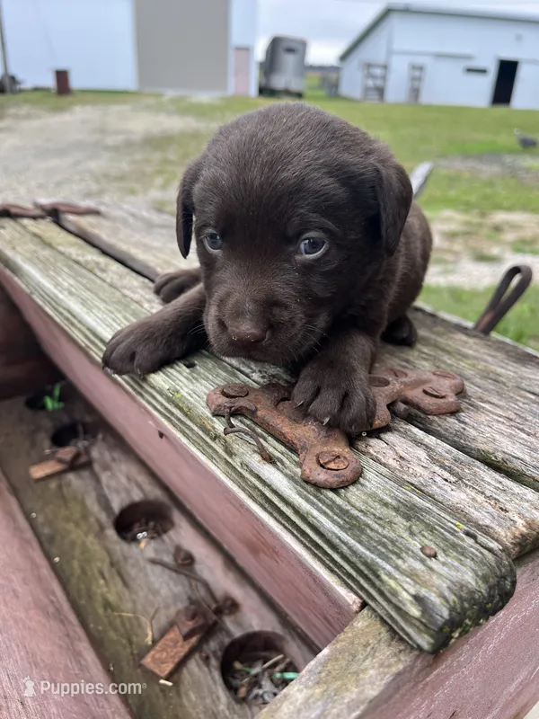 Boy 3, a male Labrador Retriever for sale in Portland, IN – Photo 1 of 2