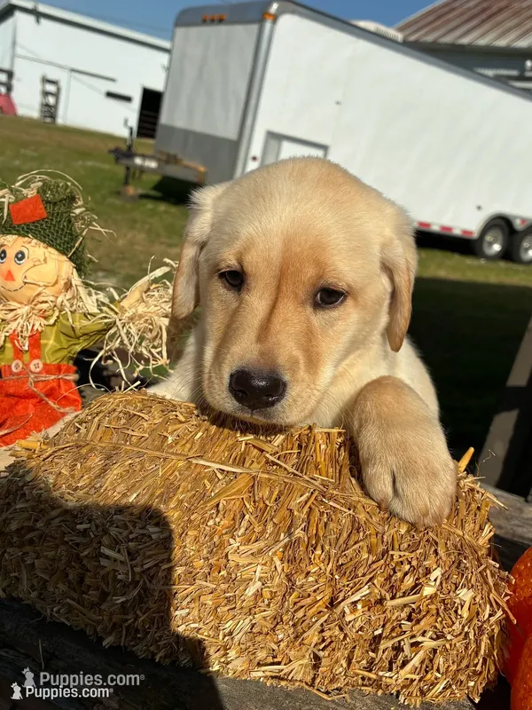 White Girl3 – Labrador Retriever puppy for sale in Portland, IN