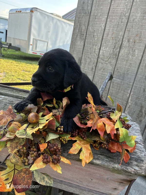 black girl #2 – Labrador Retriever puppy for sale in Portland, IN