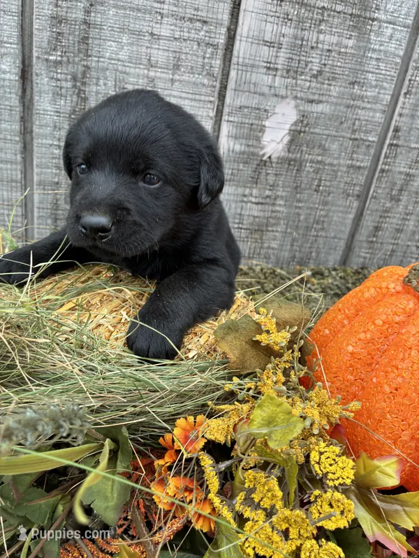Black Girl 1 – Labrador Retriever puppy for sale in Portland, IN